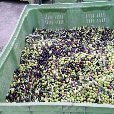 Cassone Olive San Germano