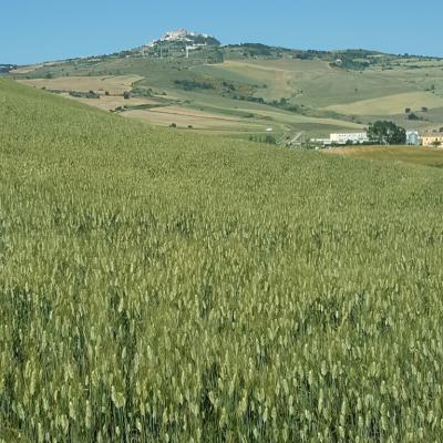 grano duro - Acerenza