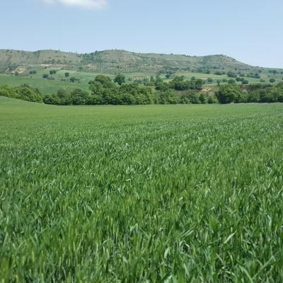 Grano Isca Rotonda