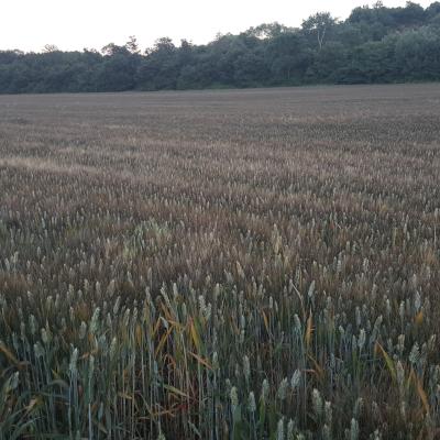 Grano Isca Rotonda