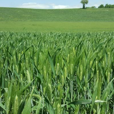 Grano Superlativa Isca Rotonda