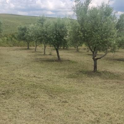 Oliveto