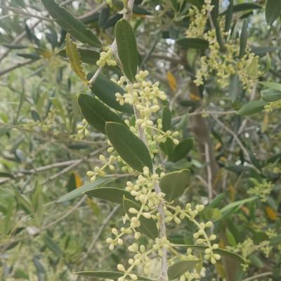 Oliveto