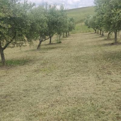 Oliveto