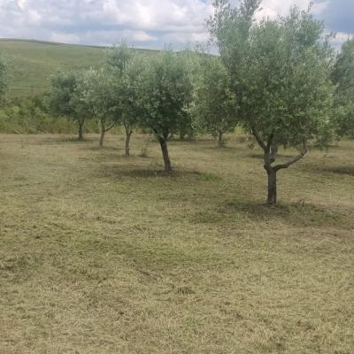 Oliveto