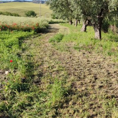 Oliveto