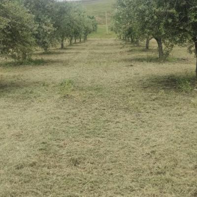 Oliveto