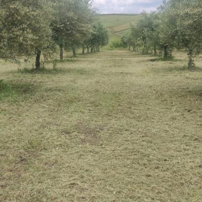 Oliveto