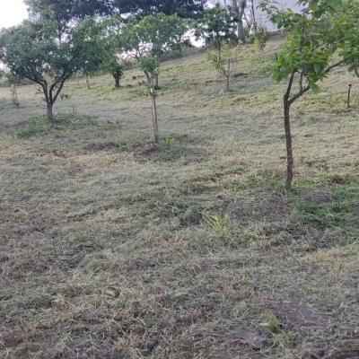 Frutteto