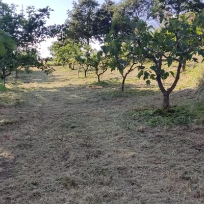 Frutteto