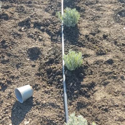 Lavanda