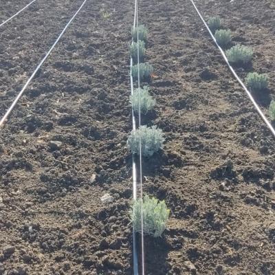 Lavanda