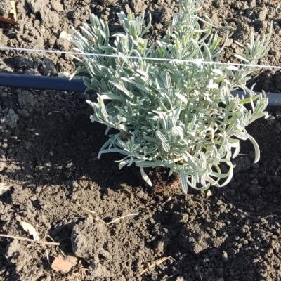 Lavanda