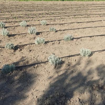 Lavanda