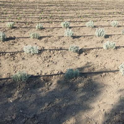 Lavanda