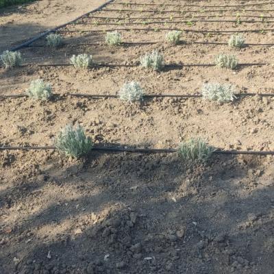 Lavanda