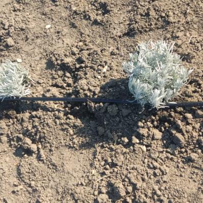 Lavanda