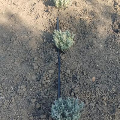 Lavanda