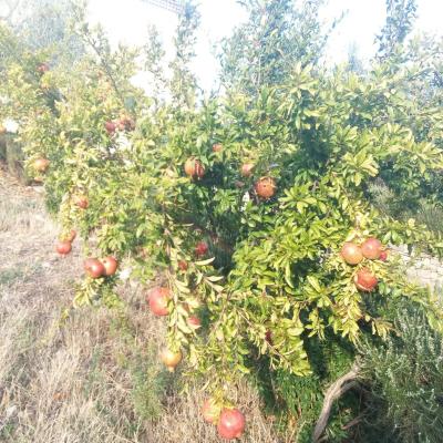 Alberi di Melograno