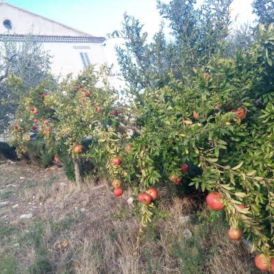 Alberi di Melograno