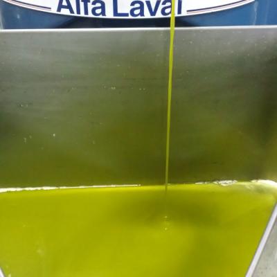 Olio di Olia