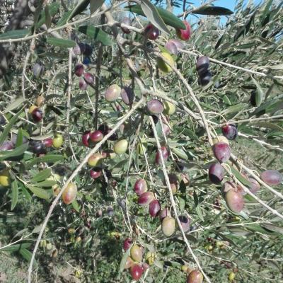 Ramo di Olive