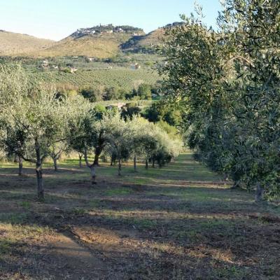 Oliveto San Germano