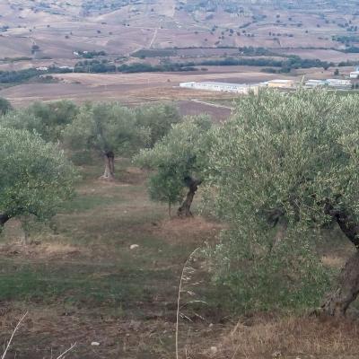 Oliveto Santarcangelo