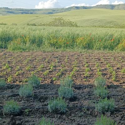 Piante Officinali