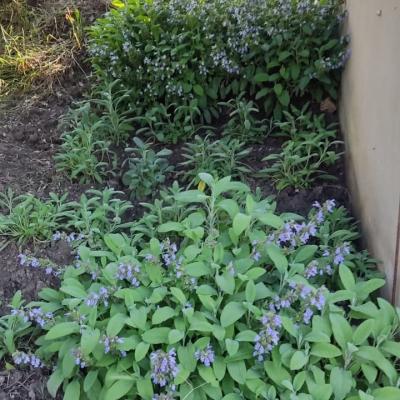 Salvia
